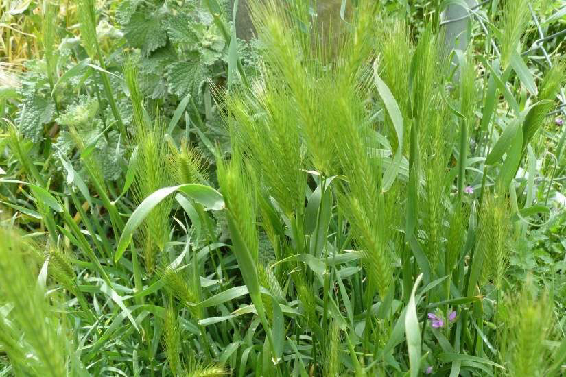 Barley Grass